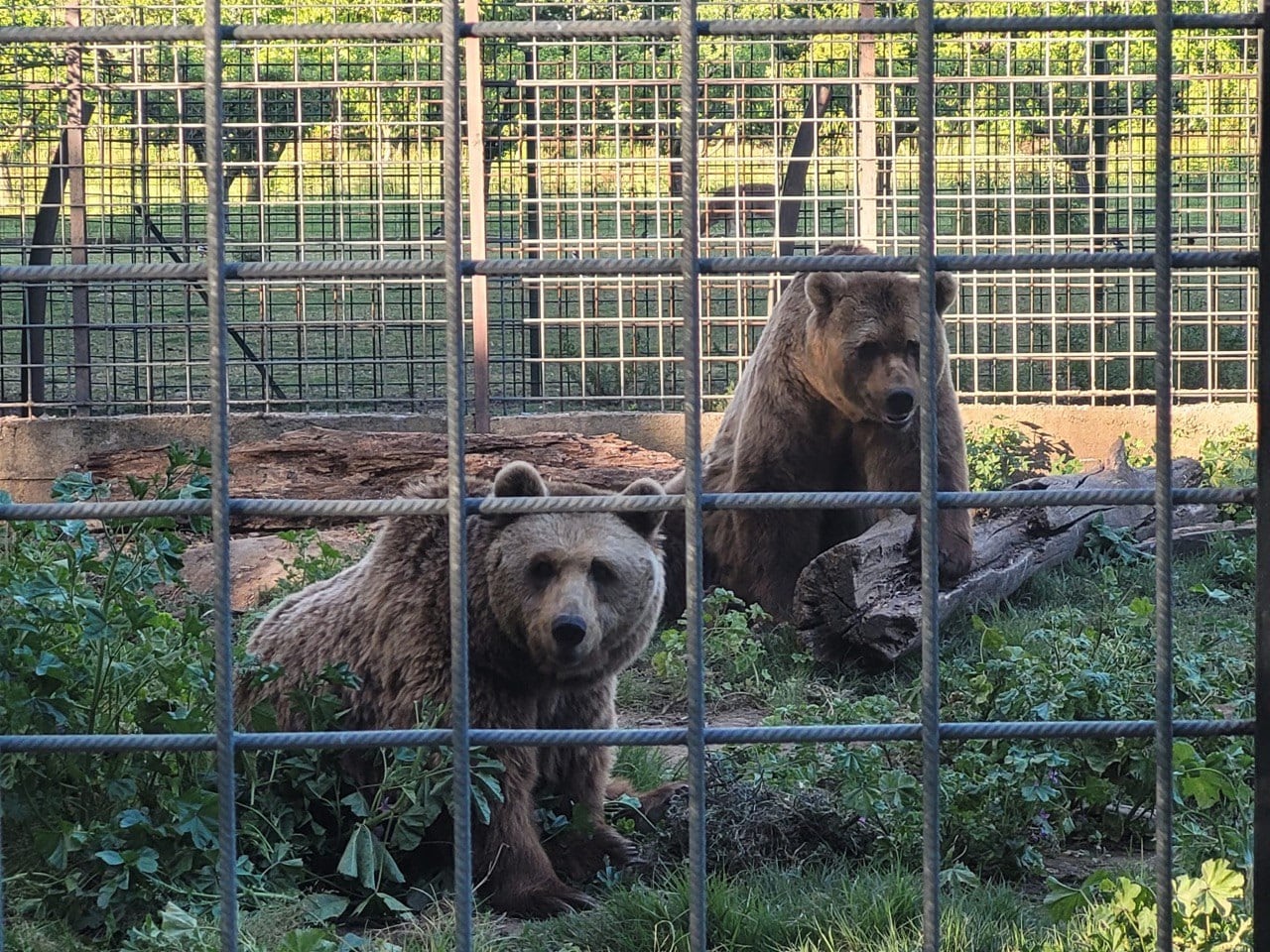El retiro alemán de los dos osos más longevos en cautividad de España