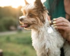 Fitness tracker for Fido? Experts split on benefits of pet tech