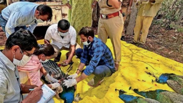H5N1 Avian Influenza Causes 44 Peacock Deaths in Karnataka: Authorities on High Alert