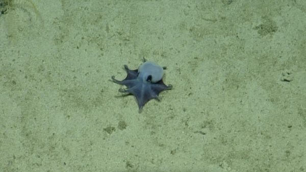 Rare Blue Octopus Species Discovered in Deep Waters Near Galapagos Islands