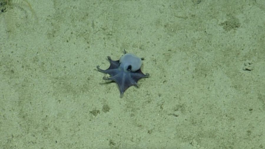 Rare Blue Octopus Species Discovered in Deep Waters Near Galapagos Islands