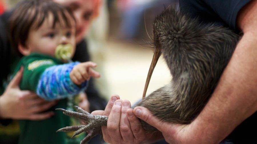 Kiwi Birds Make a Historic Comeback in Wellington After 100 Years