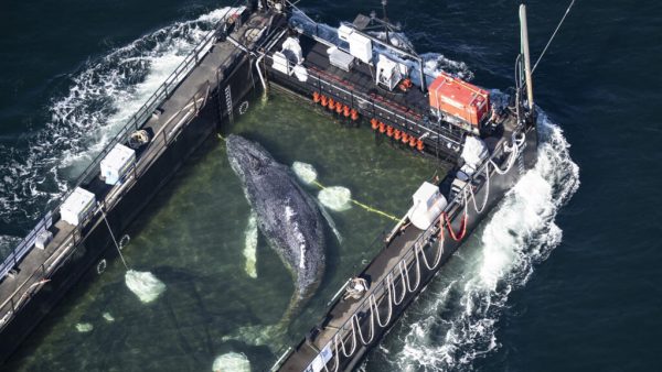 Stranded Humpback Whale Rescued and Released into North Sea