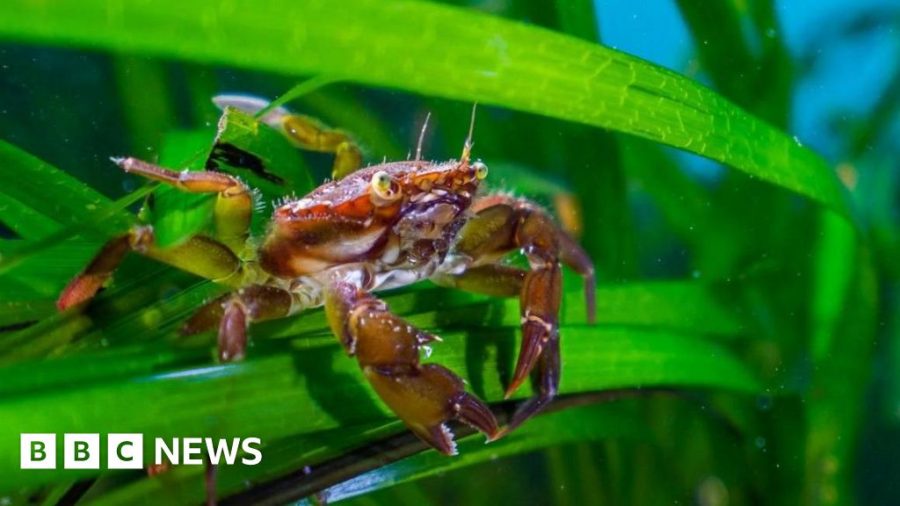 Alarming Impact of Sewage and Agricultural Pollution on UK’s Underwater Forests