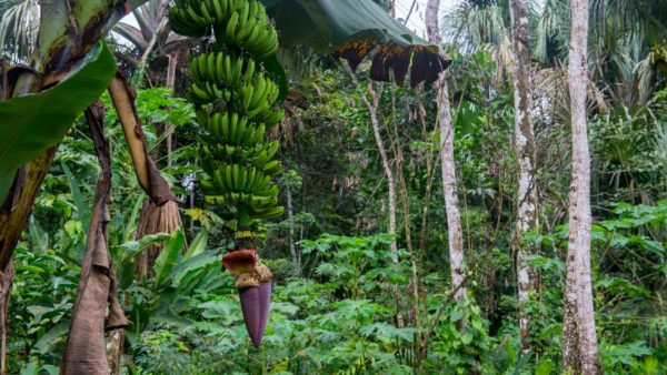 Plants with Genetic Superpowers: A Key to Climate Change Survival