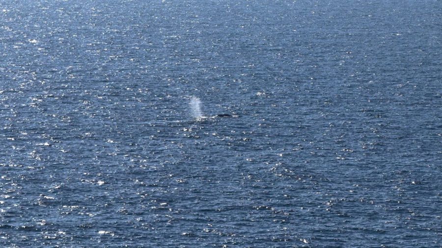 Timmy the Stranded Humpback Whale Rescued After Weeks of Efforts