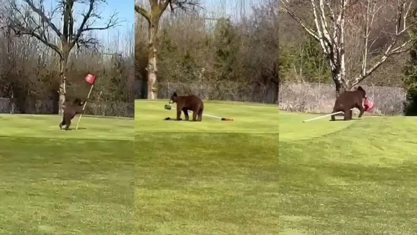 Bears Steal Flag
