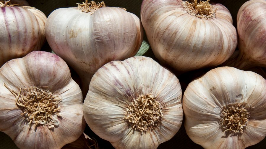 The Science Behind Garlic’s Power to Repel Mosquitoes and Halt Breeding