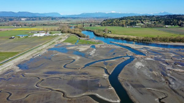 Stillaguamish Tribe Transforms Farmland into Wetlands to Save Salmon