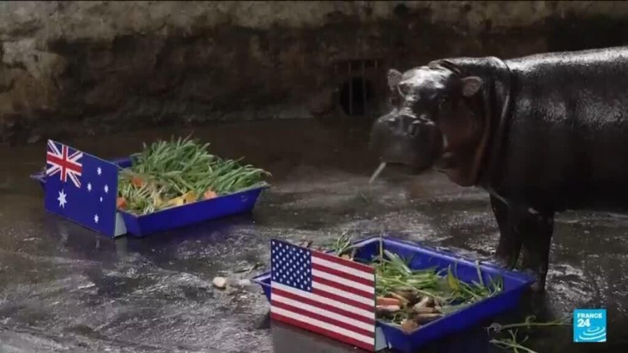 Animal Predictions for the 2026 World Cup: Who Will Reign Supreme?