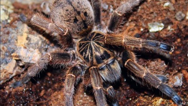 Blue-Footed Baboon Spider