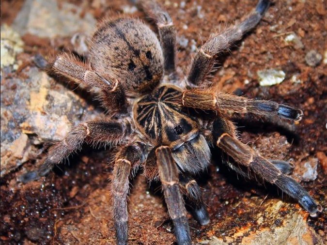 Blue-Footed Baboon Spider