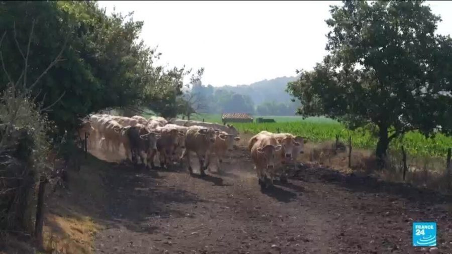 French Farmers Face Unprecedented Challenges Amidst Scorching Heatwave