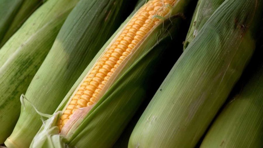 Corn Prices Dip Ahead of the Weekend Amid Market Fluctuations