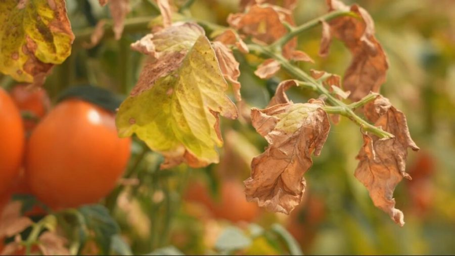 French Heatwave Sparks Concerns Over Food Inflation and Agriculture Crisis