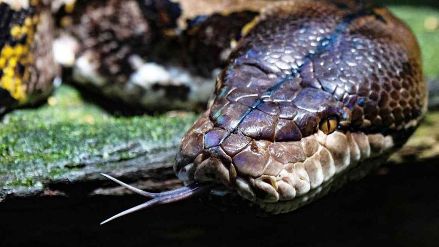 Taming the Inflation Python: Avoiding Past Monetary Policy Mistakes