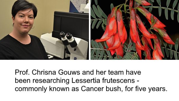 Cancer Bush Breakthrough