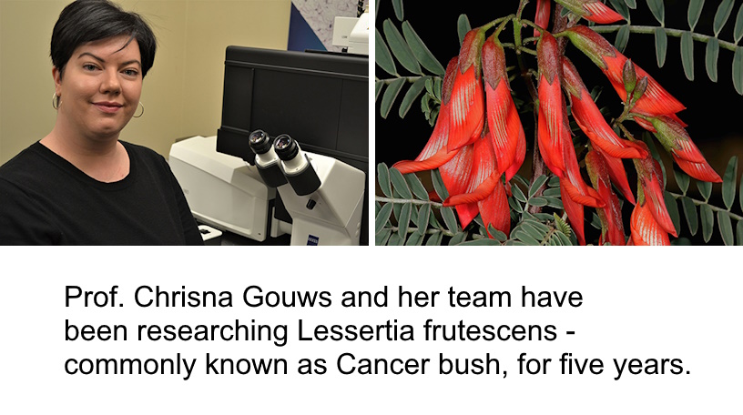 Cancer Bush Breakthrough