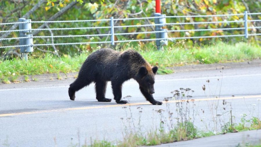 Japan’s Growing Bear Crisis: A Deep Dive into Human-Wildlife Conflict