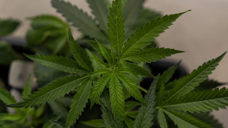 Trump’s Shift: Easing Restrictions on Marijuana, Drugs, and Gambling