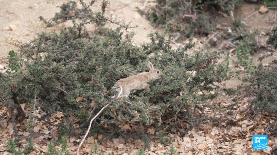 Australia’s Rabbit Crisis: The Invasive Species Devastating the Land