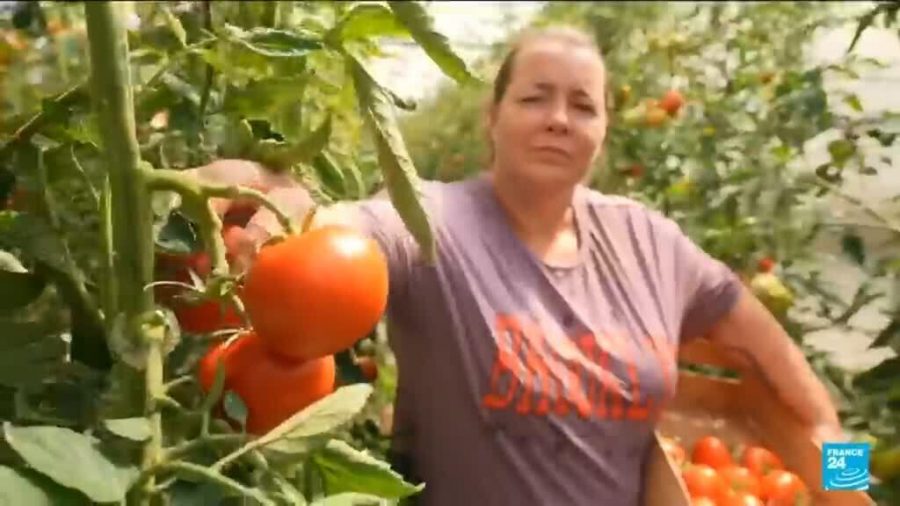 Heatwave Devastates French Crops: What Shoppers Can Expect