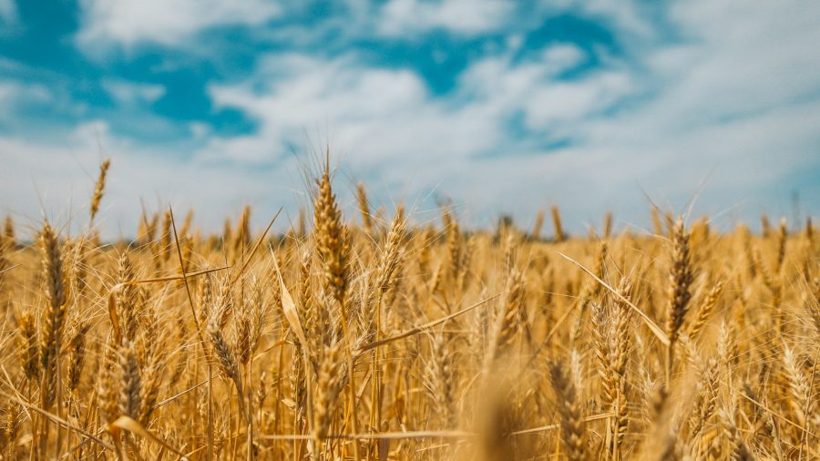 The Impact of Stolen Ukrainian Grain on Africa’s Food Security