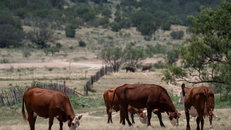 USDA Allocates $500 Million to Support Smaller Meatpackers Amid Cattle Shortage