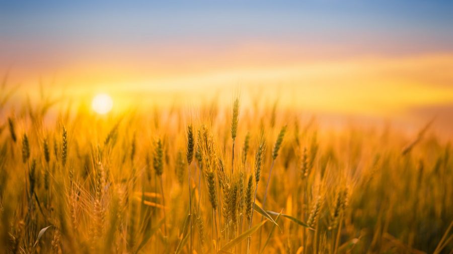Wheat Prices Decline Ahead of Weekend: Market Analysis and Trends