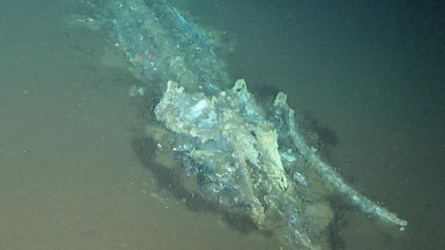 Ancient Whale Graveyard Discovered in Indian Ocean: A Marine Marvel