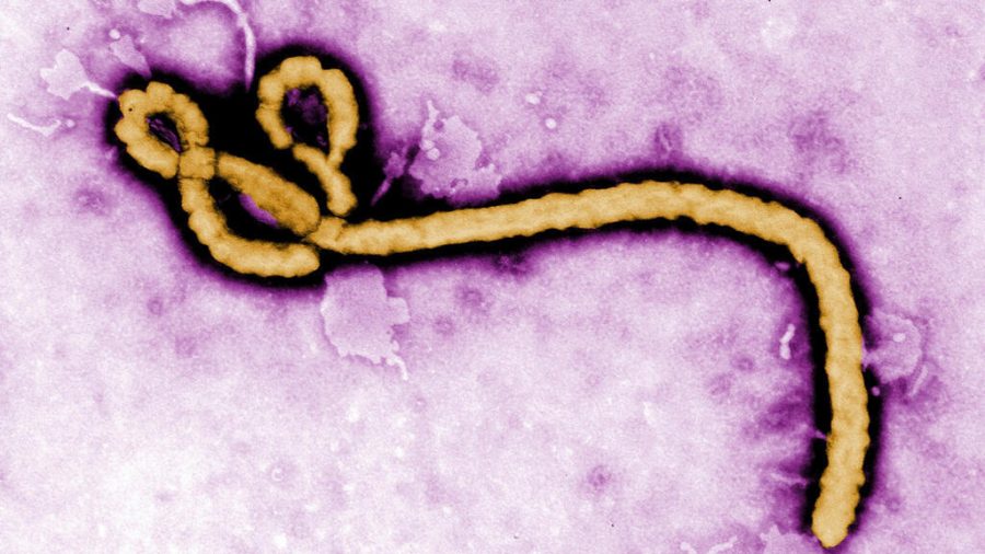 France’s First Ebola Patient Recovers and Leaves Hospital: A Beacon of Hope