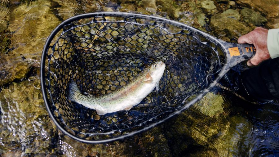Discovering the Art of Fly Fishing in the Catskills: A Beginner’s Journey