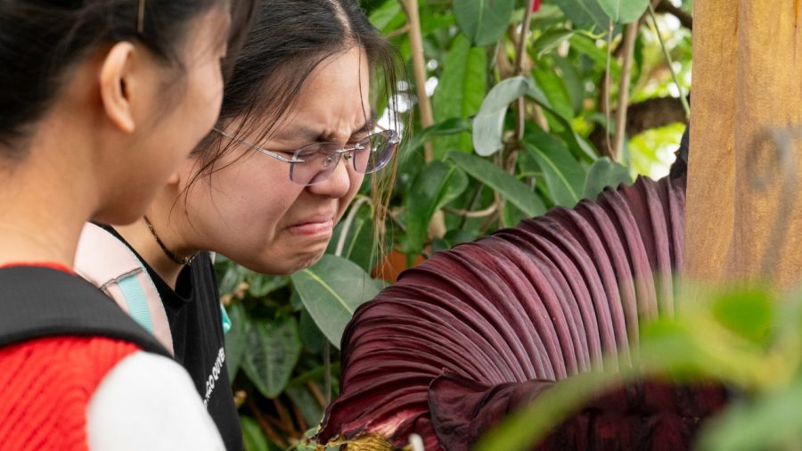 The Corpse Flower: Nature’s Fragrant Oddity Draws Crowds