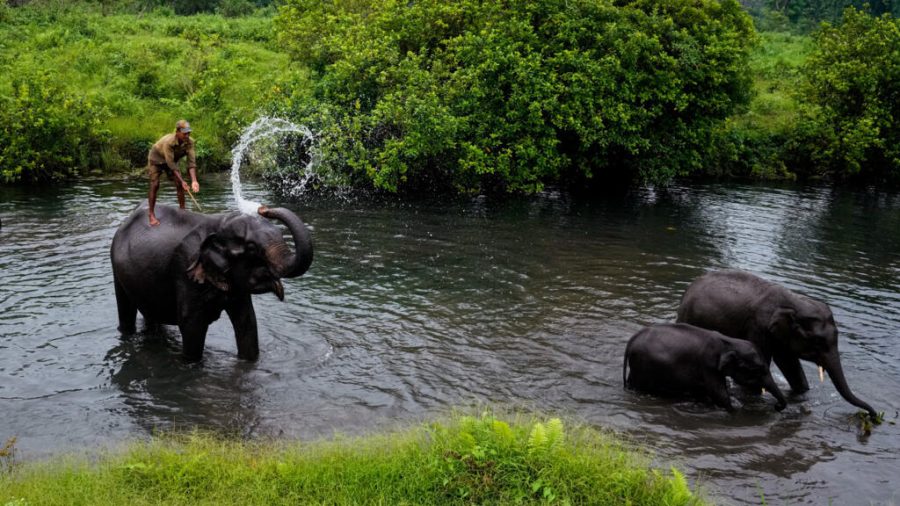From Passion to Purpose: Krithi Karanth’s Journey in Wildlife Conservation