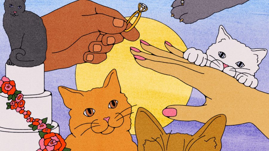 When Love Meets Feline: Couples Navigate Cat Challenges in Marriage